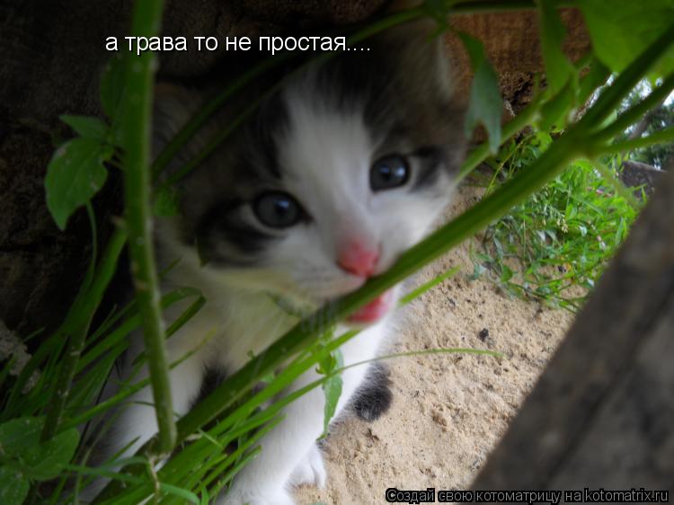 Котоматрица: а трава то не простая....