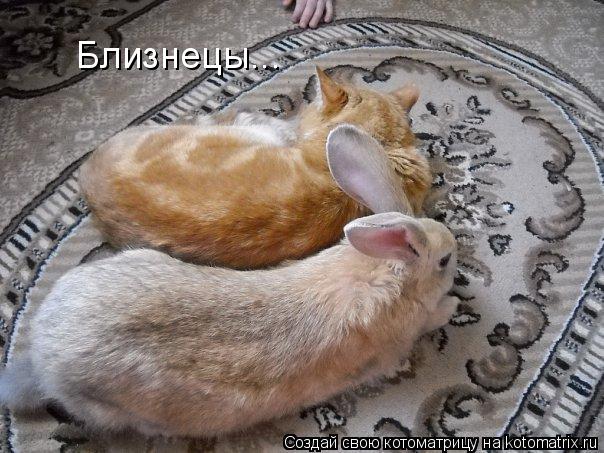 Котоматрица: Близнецы...