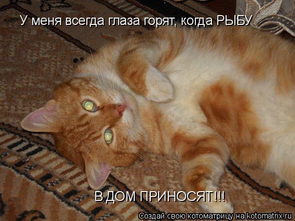 Котоматрица: У меня всегда глаза горят, когда РЫБУ  В ДОМ ПРИНОСЯТ!!!
