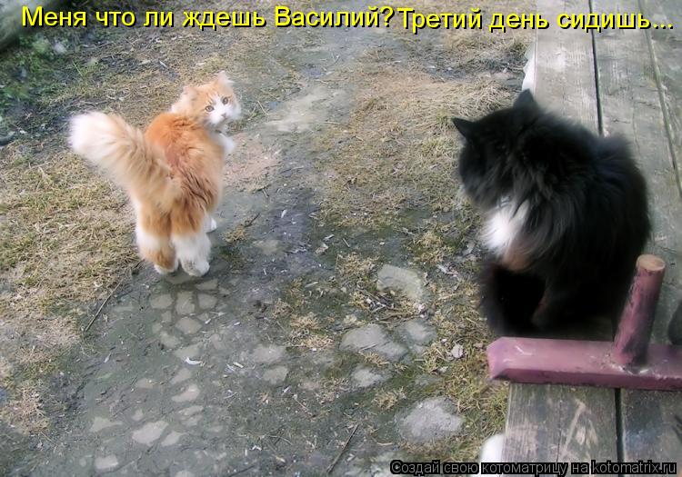 Котоматрица: Меня что ли ждешь Василий? Третий день сидишь...