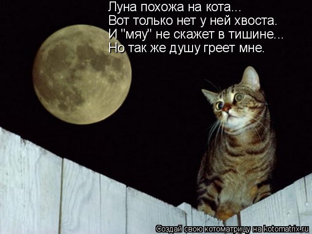 Котоматрица: Луна похожа на кота... Вот только нет у ней хвоста. И "мяу" не скажет в тишине... Но так же душу греет мне.