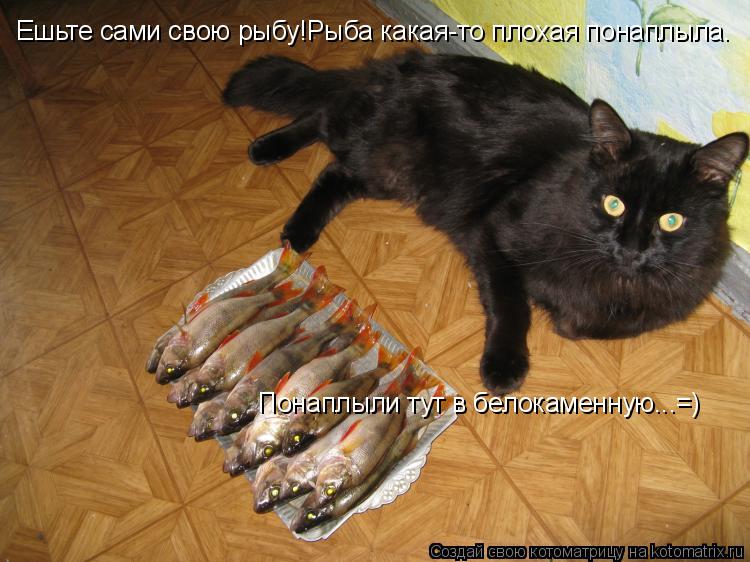 Ешьте сами свою рыбу!Рыба какая-то плохая понаплыла. Понаплыли тут в белокаменную...=)... Котоматрица: Ешьте сами свою рыбу!Рыба какая-то плохая понаплыла. Понаплыли тут в белокаменную...=)
