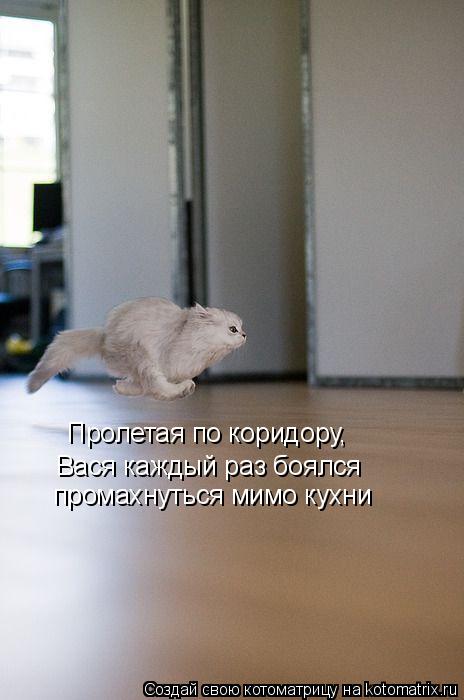 Котоматрица: Пролетая по коридору, Вася каждый раз боялся промахнуться мимо кухни