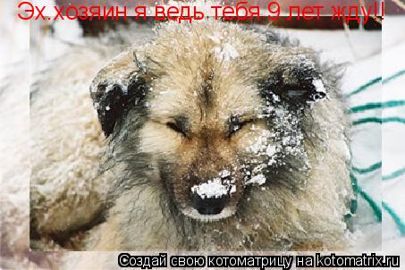 Эх.хозяин я ведь тебя 9 лет жду!!... Котоматрица: Эх.хозяин я ведь тебя 9 лет жду!!