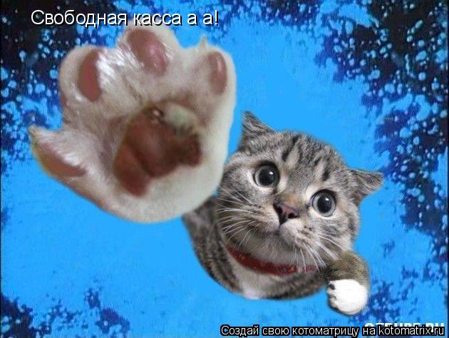Котоматрица: Свободная касса а а!