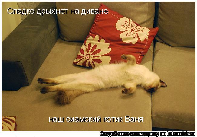 Сладко дрыхнет на диване наш сиамский котик Ваня... Котоматрица: Сладко дрыхнет на диване наш сиамский котик Ваня
