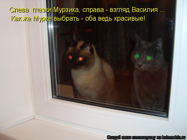 Слева глазки Мурзика, справа - взгляд Василия ... Как же Мурке выбрать - оба ведь красивые!... Котоматрица: Слева глазки Мурзика, справа - взгляд Василия ... Как же Мурке выбрать - оба ведь красивые!