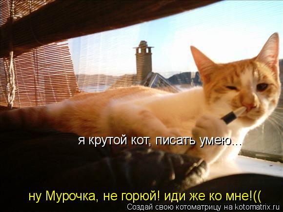 я крутой кот, писать умею... ну Мурочка, не горюй! иди же ко мне!((... Котоматрица: я крутой кот, писать умею... ну Мурочка, не горюй! иди же ко мне!((