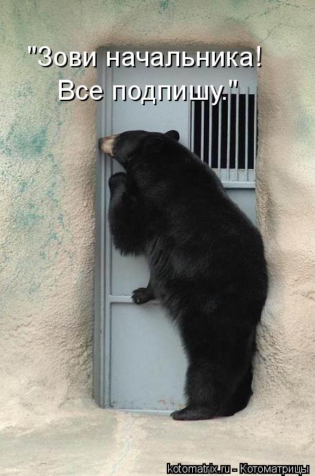 "Зови начальника! Все подпишу."... Котоматрица: "Зови начальника! Все подпишу."