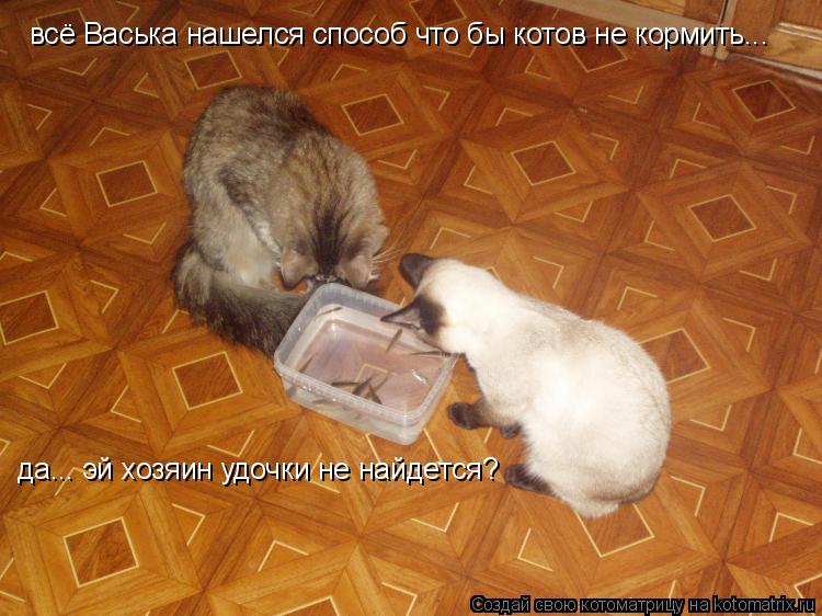 всё Васька нашелся способ что бы котов не кормить... да... эй хозяин удочки не найдется?... Котоматрица: всё Васька нашелся способ что бы котов не кормить... да... эй хозяин удочки не найдется?