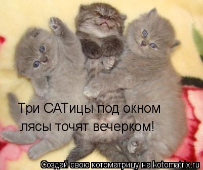 лясы точят вечерком! Три САТицы под окном... Котоматрица: лясы точят вечерком! Три САТицы под окном