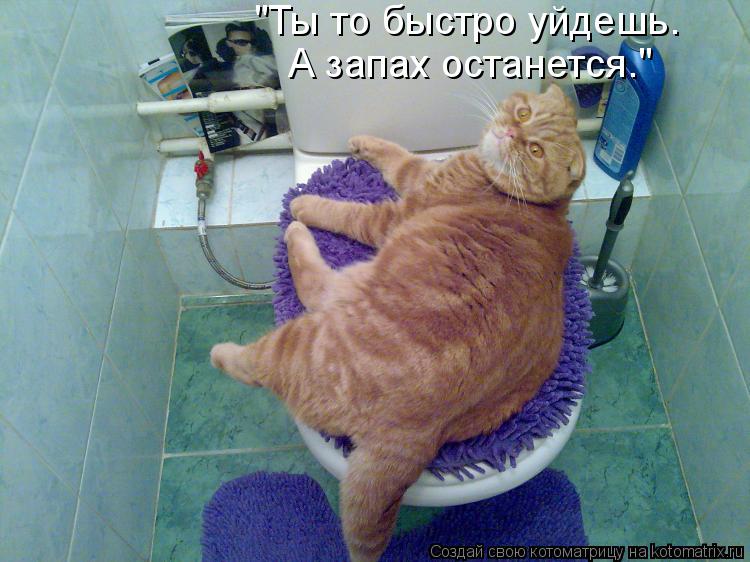 "Ты то быстро уйдешь. А запах останется."... Котоматрица: "Ты то быстро уйдешь. А запах останется."