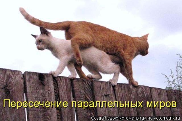 Пересечение параллельных миров... Котоматрица: Пересечение параллельных миров