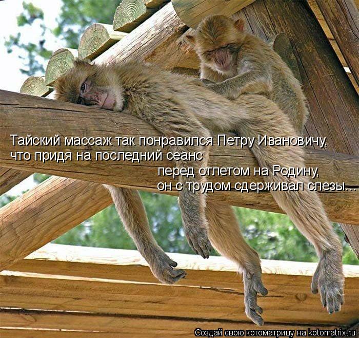 Тайский массаж так понравился Петру Ивановичу, что придя на последний сеанс перед отлетом на Родину... Котоматрица: Тайский массаж так понравился Петру Ивановичу, что придя на последний сеанс перед отлетом на Родину, он с трудом сдерживал слезы...