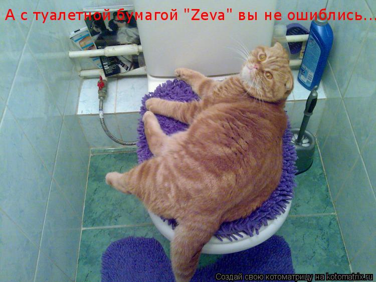 А с туалетной бумагой "Zeva" вы не ошиблись...... Котоматрица: А с туалетной бумагой "Zeva" вы не ошиблись...
