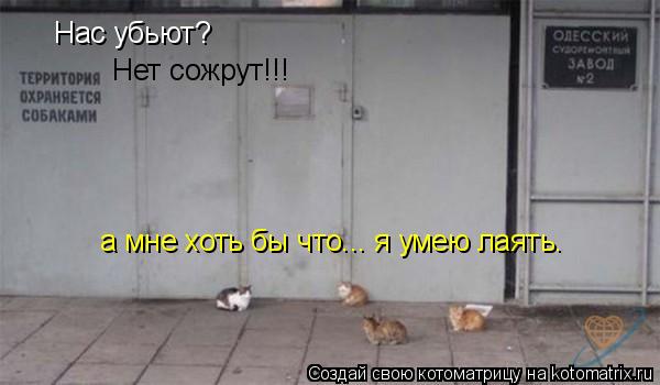 Нас убьют? Нет сожрут!!! а мне хоть бы что... я умею лаять.... Котоматрица: Нас убьют? Нет сожрут!!! а мне хоть бы что... я умею лаять.