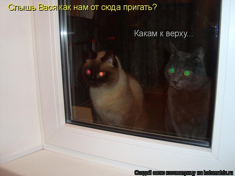 Слышь Вася как нам от сюда пригать? Какам к верху...... Котоматрица: Слышь Вася как нам от сюда пригать? Какам к верху...