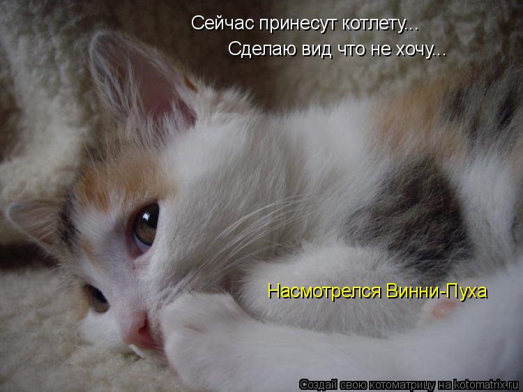 Сейчас принесут котлету... Сделаю вид что не хочу... Насмотрелся Винни-Пуха... Котоматрица: Сейчас принесут котлету... Сделаю вид что не хочу... Насмотрелся Винни-Пуха