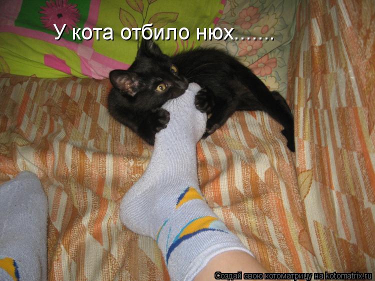 У кота отбило нюх.......... Котоматрица: У кота отбило нюх.......