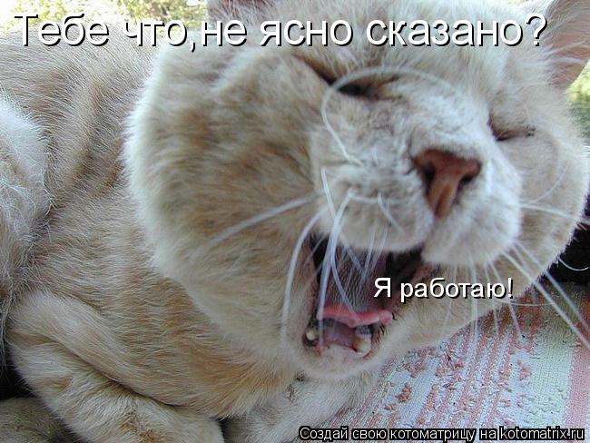 Тебе что,не ясно сказано? Я работаю!... Котоматрица: Тебе что,не ясно сказано? Я работаю!