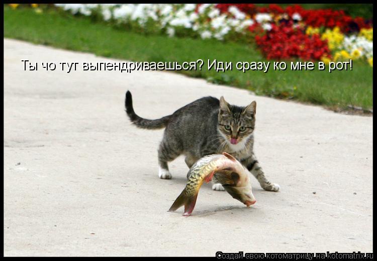 Ты чо тут выпендриваешься? Иди сразу ко мне в рот!... Котоматрица: Ты чо тут выпендриваешься? Иди сразу ко мне в рот!