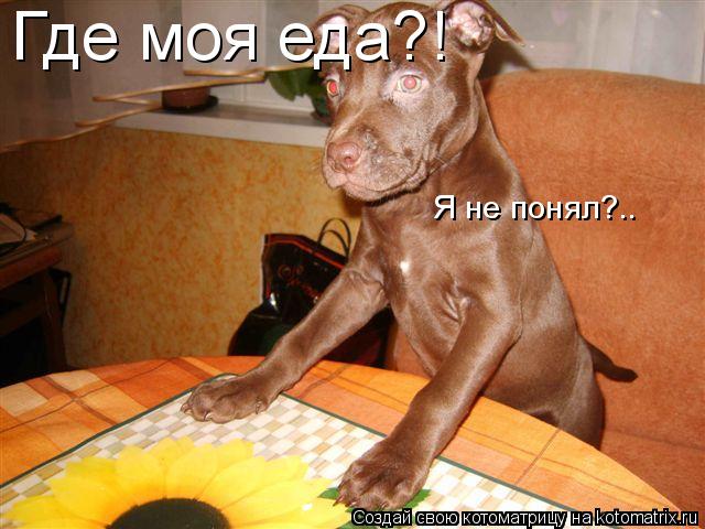 Где моя еда?! Я не понял?..... Котоматрица: Где моя еда?! Я не понял?..