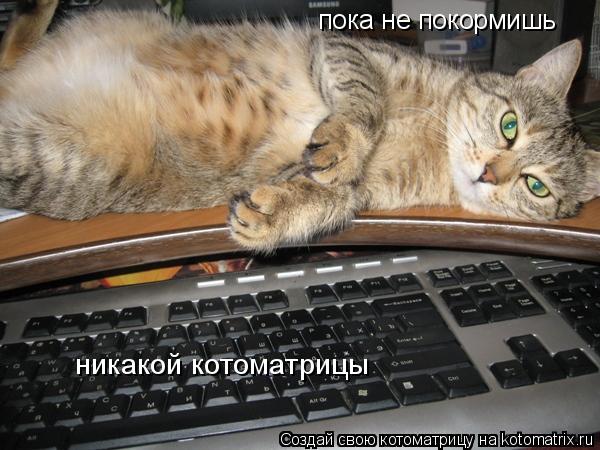 пока не покормишь никакой котоматрицы... Котоматрица: пока не покормишь никакой котоматрицы
