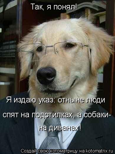 Так, я понял! Я издаю указ: отныне люди спят на подстилках, а собаки- на диванах!... Котоматрица: Так, я понял! Я издаю указ: отныне люди спят на подстилках, а собаки- на диванах!