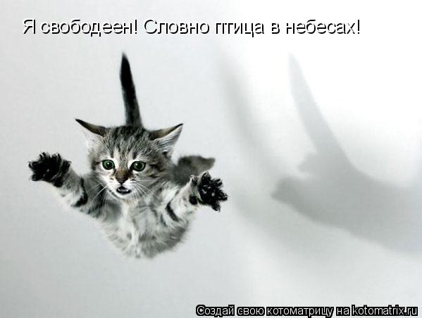 Я свободеен! Словно птица в небесах!... Котоматрица: Я свободеен! Словно птица в небесах!