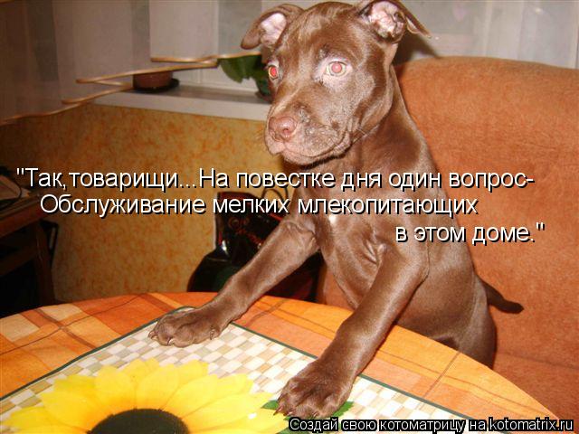 "Так,товарищи...На повестке дня один вопрос- Обслуживание мелких млекопитающих в этом доме."... Котоматрица: "Так,товарищи...На повестке дня один вопрос- Обслуживание мелких млекопитающих в этом доме."