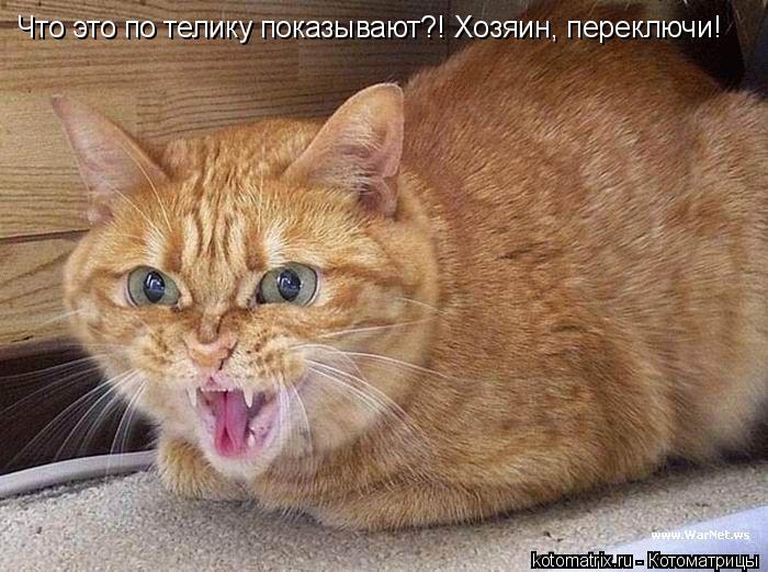 Что это по телику показывают?! Хозяин, переключи!... Котоматрица: Что это по телику показывают?! Хозяин, переключи!