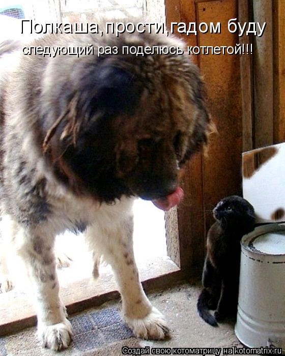 Полкаша,прости,гадом буду следующий раз поделюсь котлетой!!!... Котоматрица: Полкаша,прости,гадом буду следующий раз поделюсь котлетой!!!