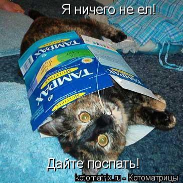 Я ничего не ел! Дайте поспать!... Котоматрица: Я ничего не ел! Дайте поспать!