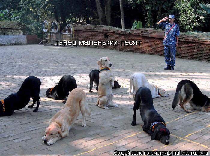 танец маленьких пёсят... Котоматрица: танец маленьких пёсят