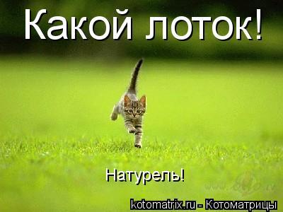 Какой лоток! Натурель!... Котоматрица: Какой лоток! Натурель!