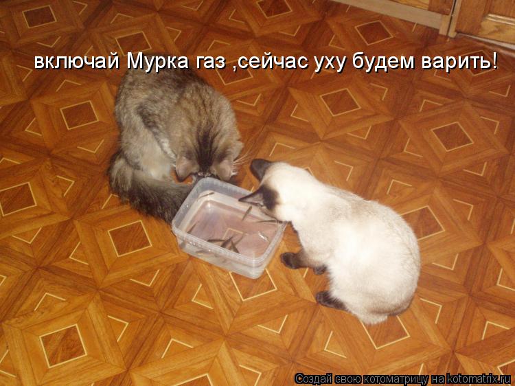 включай Мурка газ ,сейчас уху будем варить!... Котоматрица: включай Мурка газ ,сейчас уху будем варить!