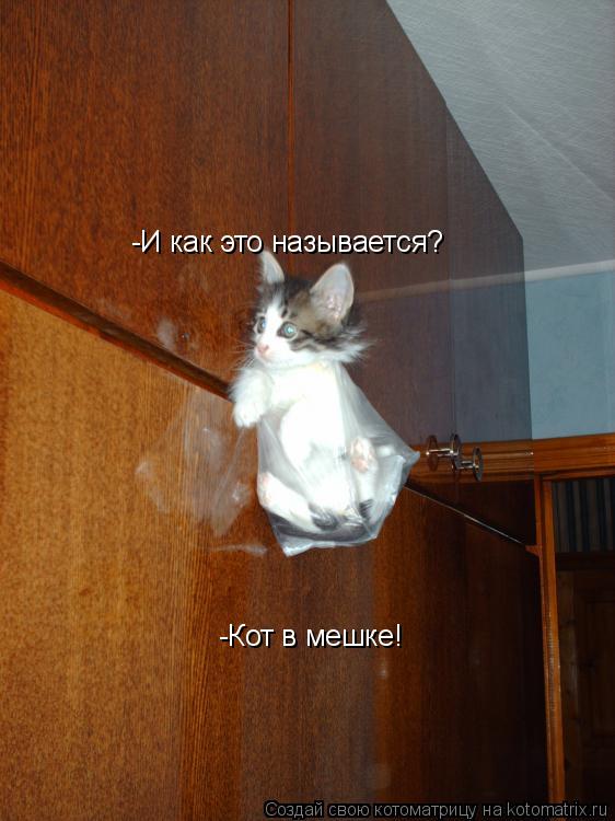 -И как это называется? -Кот в мешке!... Котоматрица: -И как это называется? -Кот в мешке!