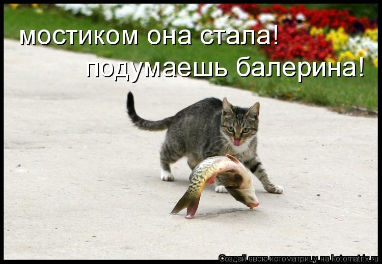 мостиком она стала! подумаешь балерина!... Котоматрица: мостиком она стала! подумаешь балерина!