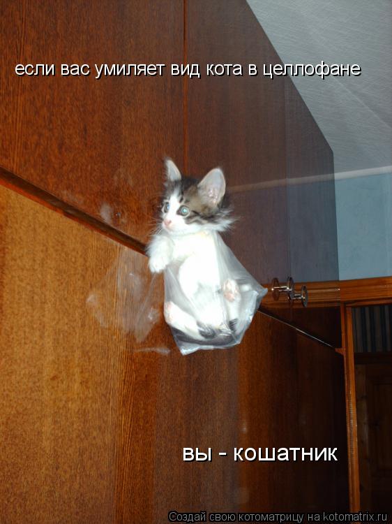 вы - кошатник если вас умиляет вид кота в целлофане... Котоматрица: вы - кошатник если вас умиляет вид кота в целлофане