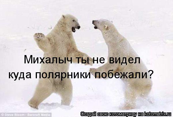 Михалыч ты не видел куда полярники побежали?... Котоматрица: Михалыч ты не видел куда полярники побежали?