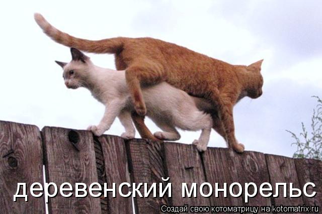деревенский монорельс... Котоматрица: деревенский монорельс