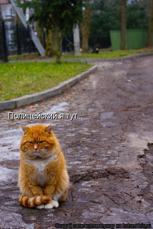 Полицейский я тут...... Котоматрица: Полицейский я тут...