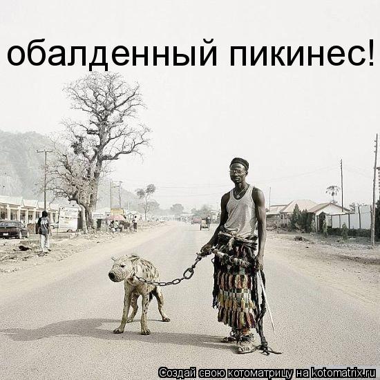 обалденный пикинес!... Котоматрица: обалденный пикинес!