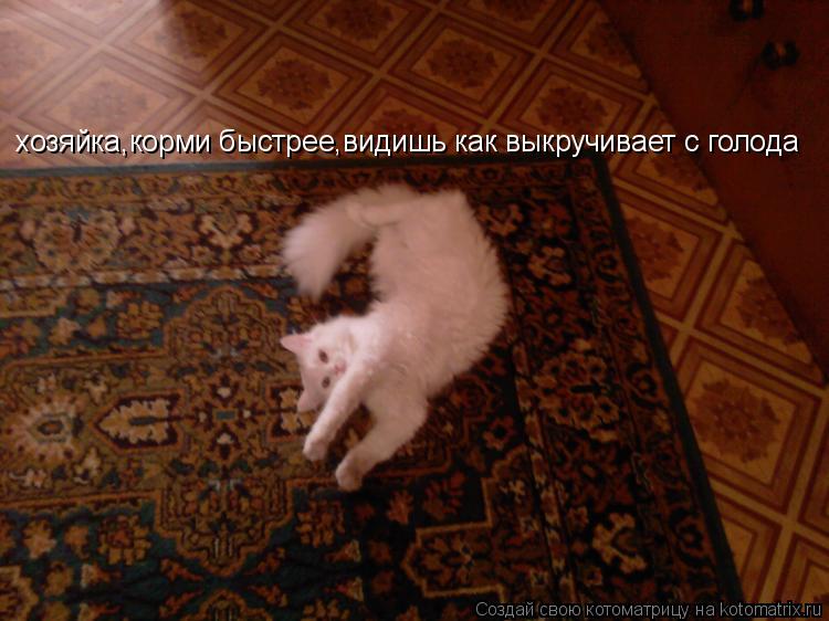 хозяйка,корми быстрее,видишь как выкручивает с голода... Котоматрица: хозяйка,корми быстрее,видишь как выкручивает с голода