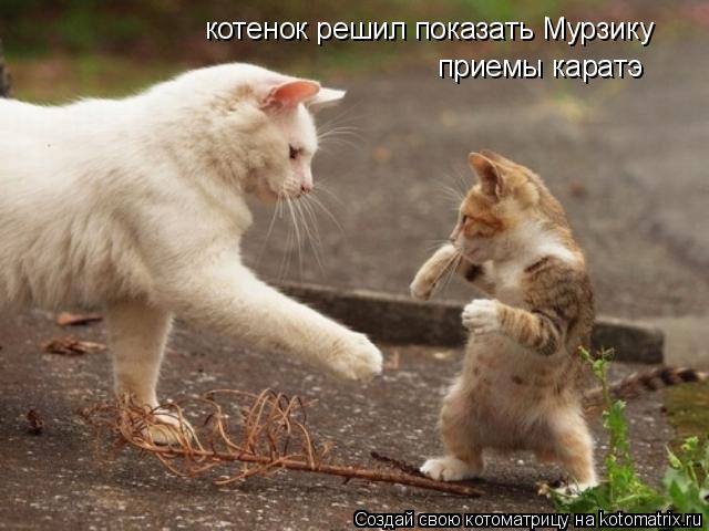 котенок решил показать Мурзику приемы каратэ... Котоматрица: котенок решил показать Мурзику приемы каратэ
