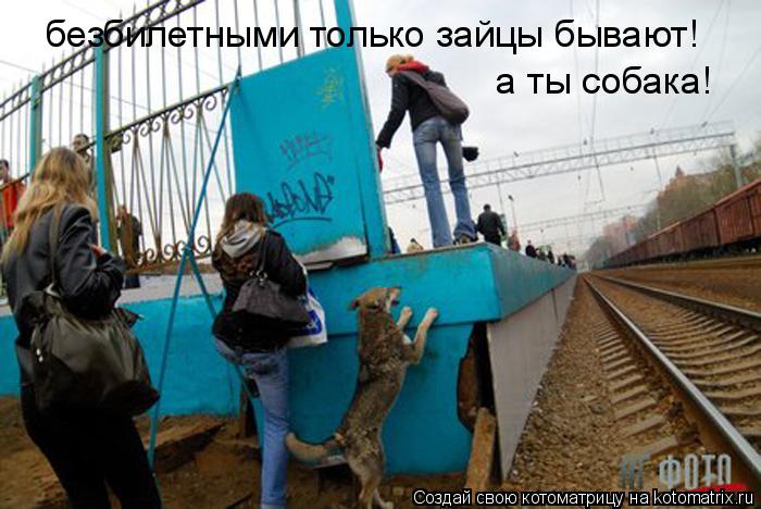 безбилетными только зайцы бывают! а ты собака!... Котоматрица: безбилетными только зайцы бывают! а ты собака!