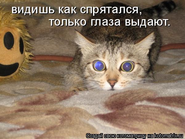 видишь как спрятался, только глаза выдают.... Котоматрица: видишь как спрятался, только глаза выдают.