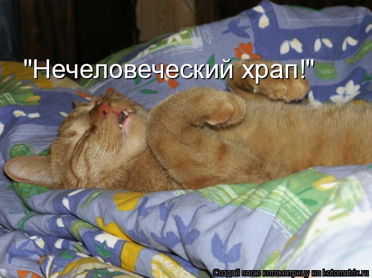 "Нечеловеческий храп!"... Котоматрица: "Нечеловеческий храп!"