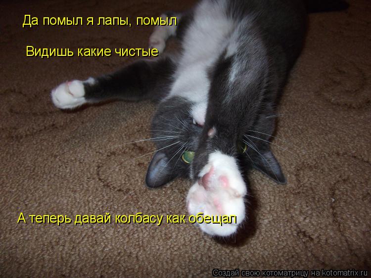 Да помыл я лапы, помыл Видишь какие чистые А теперь давай колбасу как обещал... Котоматрица: Да помыл я лапы, помыл Видишь какие чистые А теперь давай колбасу как обещал