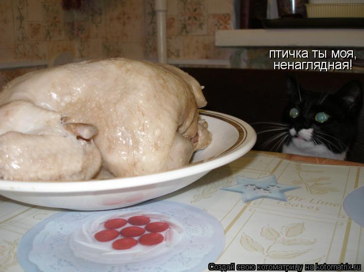 птичка ты моя, ненаглядная!... Котоматрица: птичка ты моя, ненаглядная!